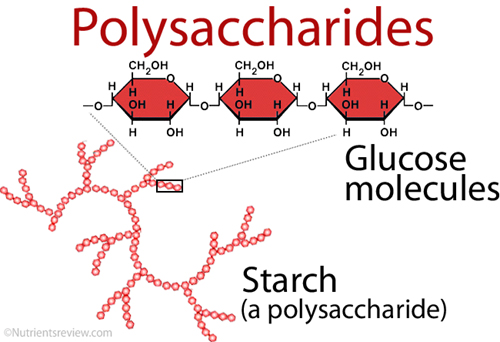 polysaccharide-trong-nam-linh-chi-do